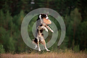 Sport with a dog. Border Collie catches the disc. Active lifestyle, health