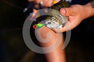 Sport fishing. Rainbow trout on a hook. Bass fishing. Fly fishing - method for catching trout. Fishing with spinning