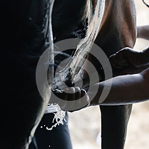 Sport horse being washed with hose in summer in stable.