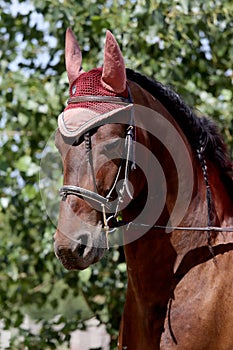 Sport horse close up under old leather saddle on dressage competition. Equestrian sport background