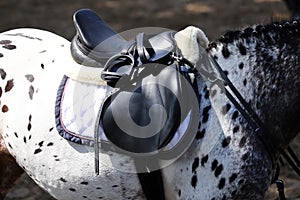 Sport horse close up under old leather saddle on dressage competition. Equestrian sport background.