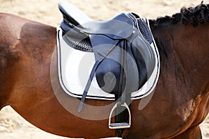 Sport horse close up under old leather saddle on dressage competition. Equestrian sport background.