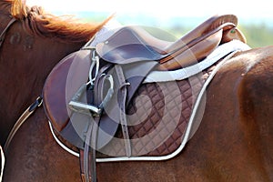 Sport horse close up under old leather saddle on dressage competition. Equestrian sport background.