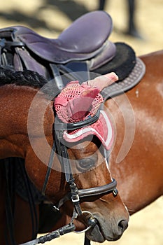 Sport horse close up under old leather saddle on dressage competition. Equestrian sport background.