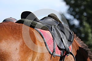 Sport horse close up under old leather saddle on dressage competition. Equestrian sport background.