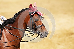 Sport horse close up under old leather saddle on dressage competition. Equestrian sport background