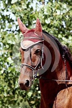 Sport horse close up under old leather saddle on dressage competition. Equestrian sport background