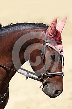 Sport horse close up under old leather saddle on dressage competition. Equestrian sport background