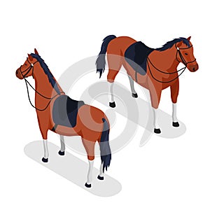 Sport Horse Concept