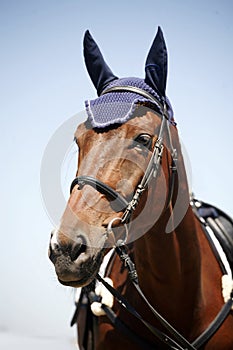 Sport horse portrait during competition with beautiful trappings photo