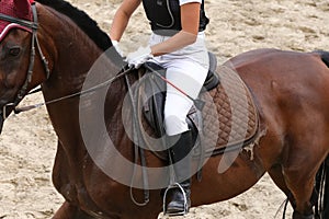 Sport horse standing in action during competition under saddle outdoor