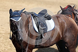 Sport horse standing during competition under saddle outdoors