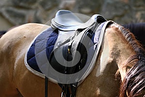 Sport horse standing during competition under saddle outdoors