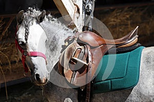 Sport horse standing during competition under saddle outdoors