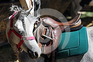 Sport horse standing during competition under saddle outdoors