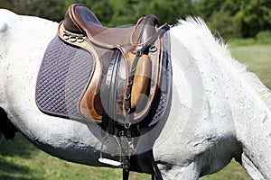 Sport horse standing during competition under saddle outdoors