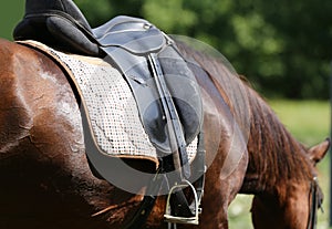 Sport horse standing during competition under saddle outdoors