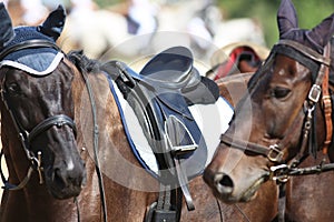 Sport horse close up under old leather saddle on dressage competition. Equestrian sport background.