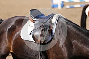 Sport horse close up under old leather saddle on dressage competition. Equestrian sport background.