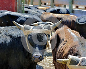 Sport: Rodeo steer used in roping competition, wearing protective headgear