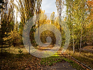 Sport stadium called Avangard in abandoned town Pripyat overgrown by trees and bushes. Chernobyl Exclusion Zone. Ukraine photo