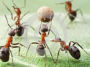 Sport team of ants playing soccer