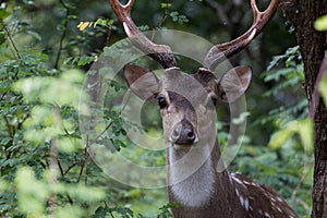 sported deer