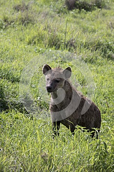 Sported hyaena, Ngorongoro Crater, Tanzania