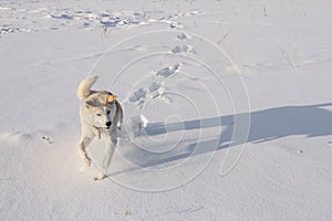 The sporting dog Japanese Akita Inu runs along the cleanest snowfield in a bright sunny winter day in Siberia. photo