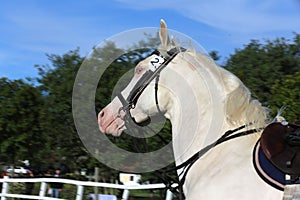 Sporting horse galloping under saddle without rider on show jumping event summertime at rural riding centre