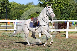 Sporting horse galloping under saddle without rider on show jumping event summertime at rural riding centre