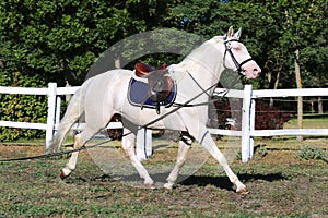 Sporting horse galloping under saddle without rider on show jumping event summertime at rural riding centre