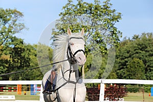 Sporting horse galloping under saddle without rider on show jumping event summertime at rural riding centre