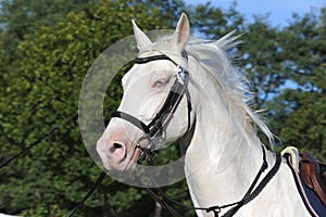 Sporting horse galloping under saddle without rider on show jumping event summertime at rural riding centre