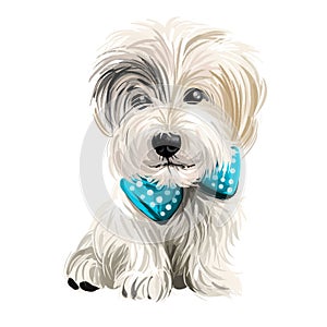 Sporting Lucas Terrier breed of dog of terrier type isolated on white. Digital art. Animal watercolor portrait closeup isolated