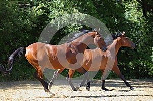 Two horses running along the forest road