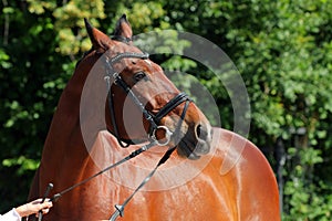 Sportive dressage horse in the summer evening portrait