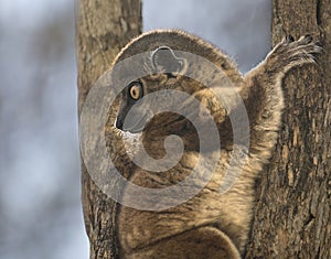 Sportive Lemur