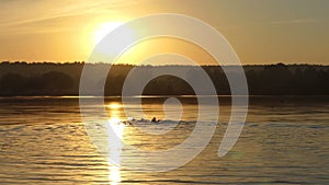 Sportive man swims backstroke in a lake at sunset in slo-mo