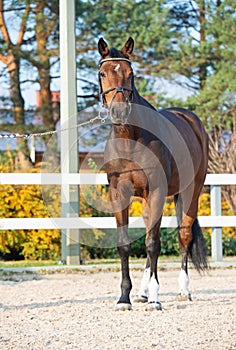 Sportive warmblood horse posing in open manege. fall season