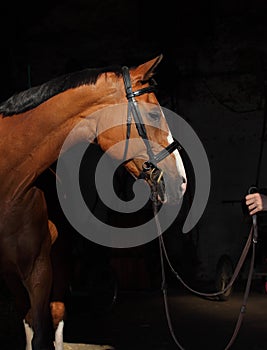 Sports dressage horse portrait in dark stable