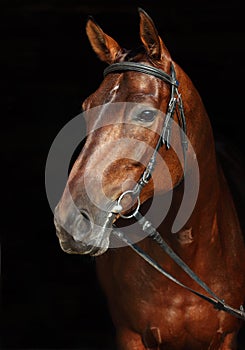 Sports horse with classical bridle