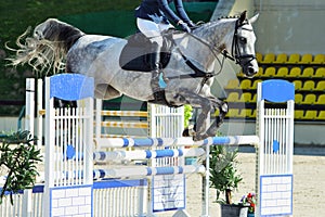 Sports horse jumping hurdle portrait