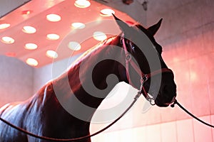 Sports horse stands after training in equine solarium closeup