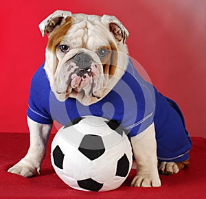 Sports hound img