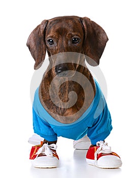 Sports hound