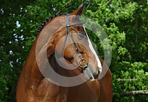 Sports race horse portrait in green forest glade background