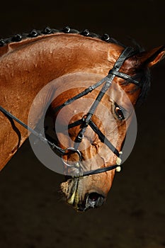 Sports saddle horse with bridle