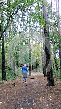 Sports walk in the woods with sticks