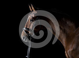 Sporty horse against a black background